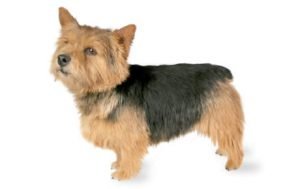 Norwich Terrier dog names