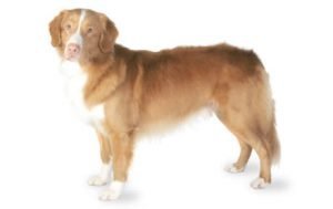 Nova Scotia Duck Tolling Retriever dog names