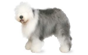 Old English Sheepdog dog names