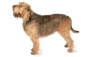 Otterhound dog names