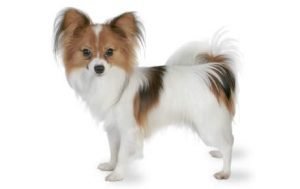 Papillon dog names