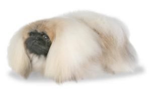 Pekingese dog names