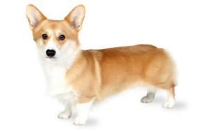 Pembroke Welsh Corgi dog names