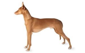 Pharaoh Hound dog names