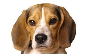 Pocket Beagle dog names