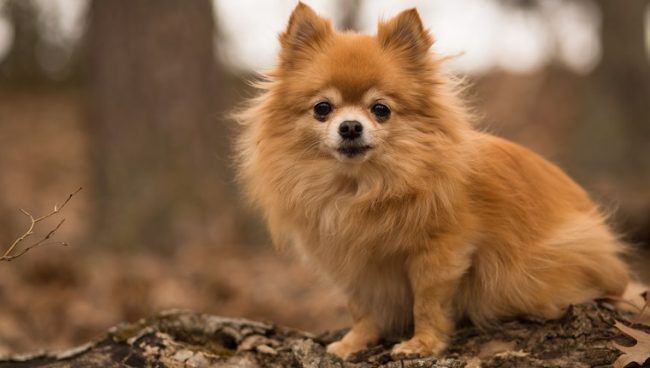 Pomchi dog names