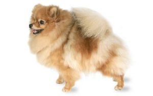 Pomeranian dog names