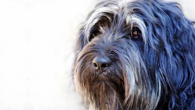 Portuguese Sheepdog dog names