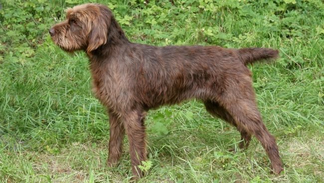 Pudelpointer dog names