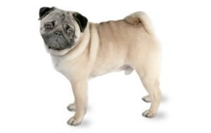 Pug dog names