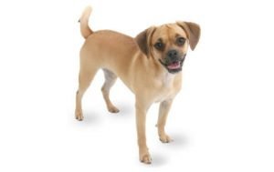 Puggle dog names