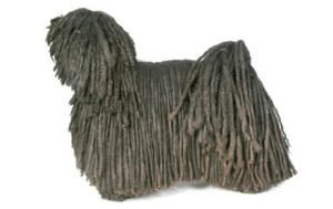 Puli dog names