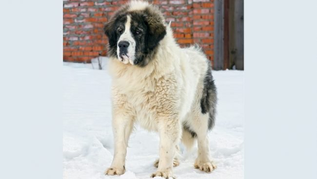 Pyrenean Mastiff dog names