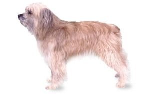 Pyrenean Shepherd dog names