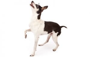 Rat Terrier dog names