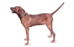 Redbone Coonhound dog names