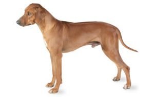 Rhodesian Ridgeback dog names