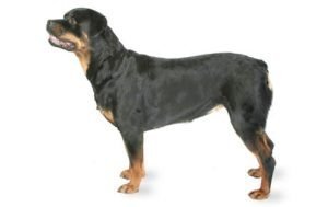 Rottweiler dog names