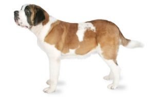 Saint Bernard dog names