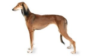 Saluki dog names