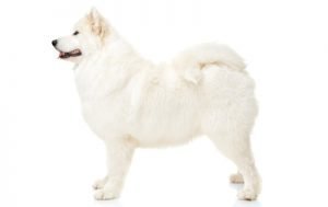 Samoyed dog names