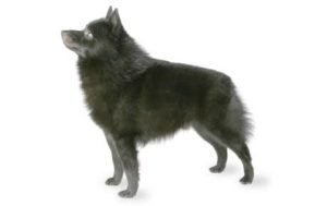 Schipperke dog names