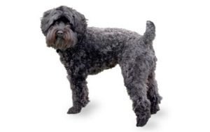 Schnoodle dog names