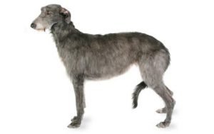 Scottish Deerhound dog names