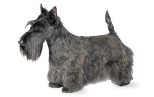 Scottish Terrier dog names