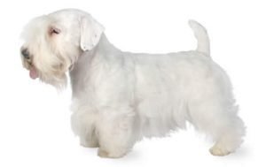 Sealyham Terrier dog names