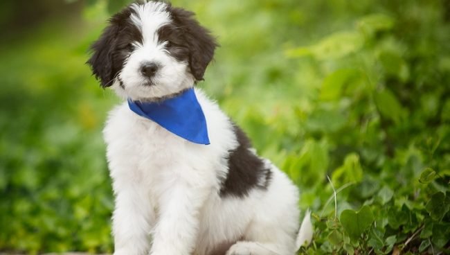 Sheepadoodle dog names