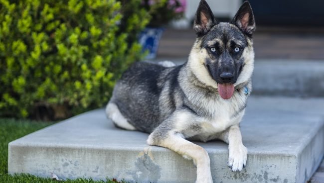 Shepsky dog names