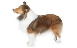 Shetland Sheepdog dog names