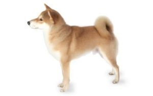 Shiba Inu dog names