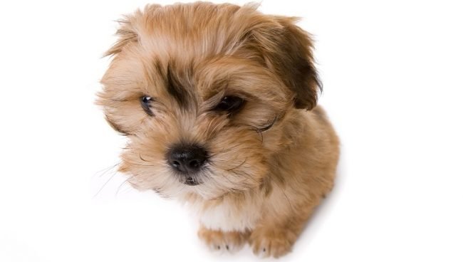 Shichon dog names