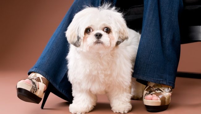 Shih-Poo dog names