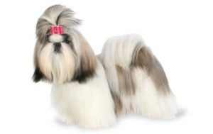 Shih Tzu dog names