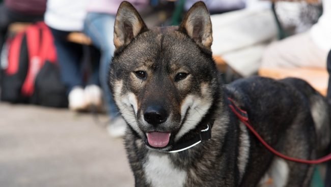 Shikoku dog names