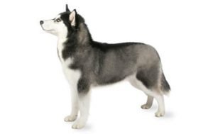 Siberian Husky dog names