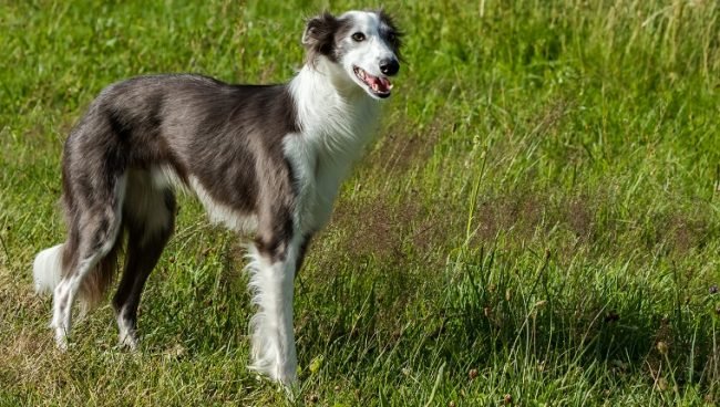 Silken Windhound dog names