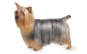 Silky Terrier dog names