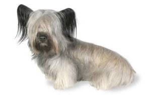 Skye Terrier dog names