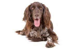 Small Munsterlander Pointer dog names