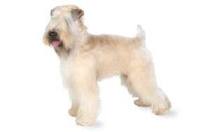 Soft Coated Wheaten Terrier dog names