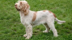 Spinone Italiano dog names