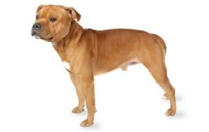 Staffordshire Bull Terrier dog names