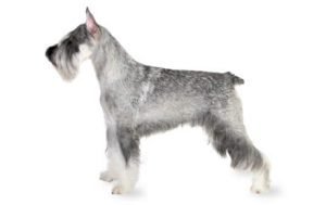 Standard Schnauzer dog names