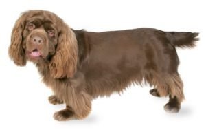 Sussex Spaniel dog names