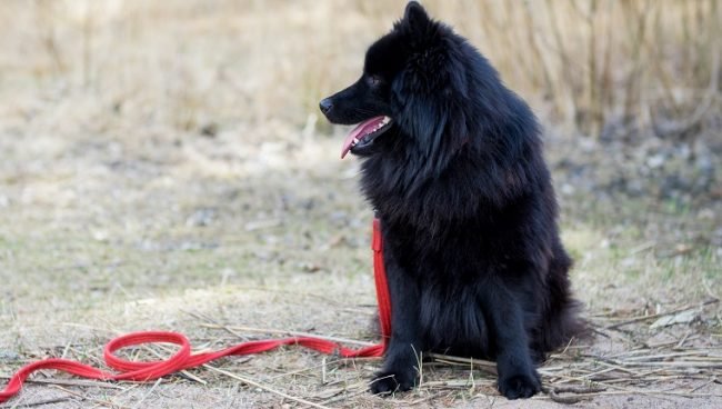 Swedish Lapphund dog names