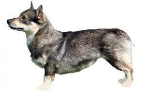 Swedish Vallhund dog names